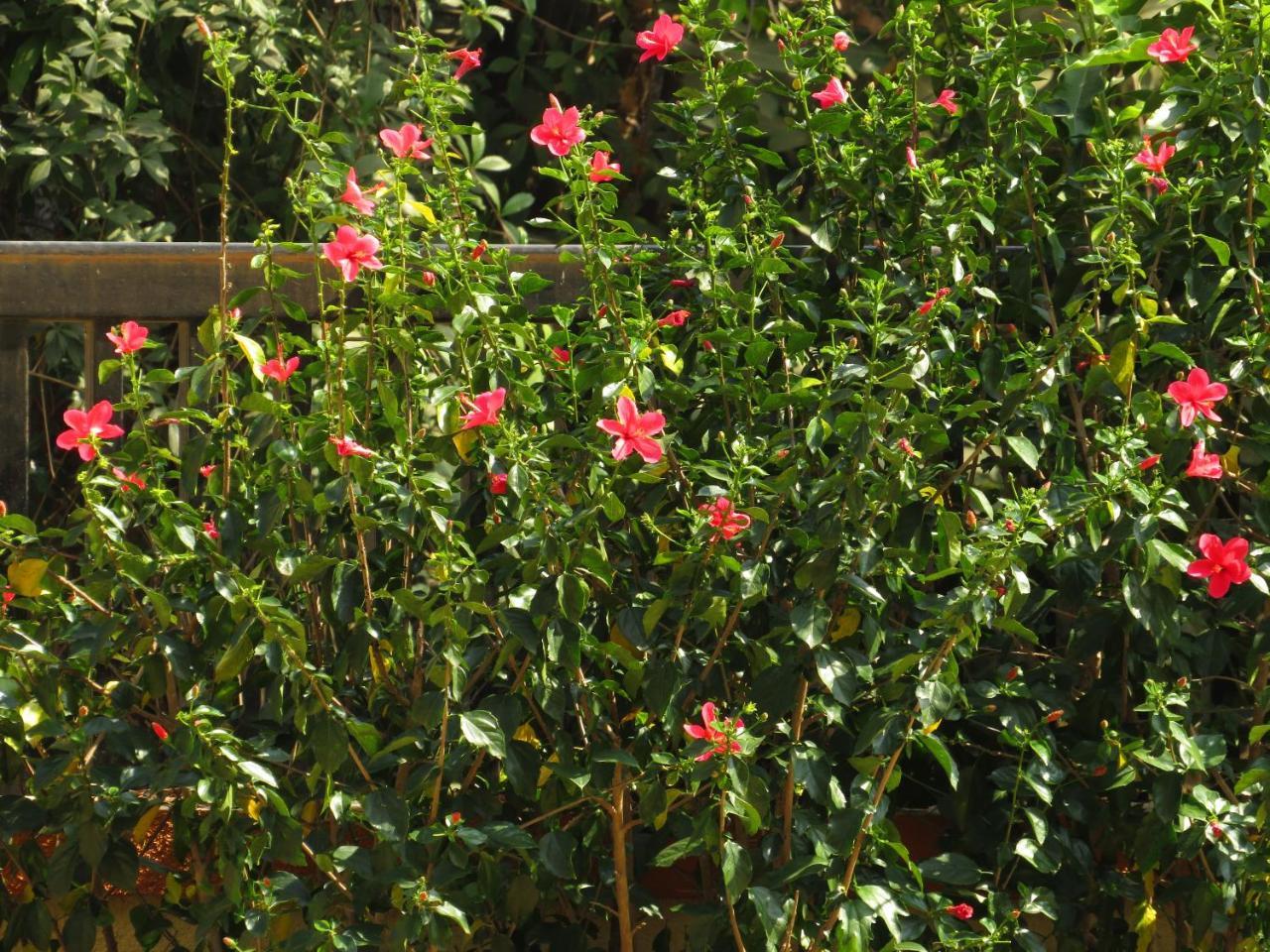 City Palace Resort Lonavala Buitenkant foto